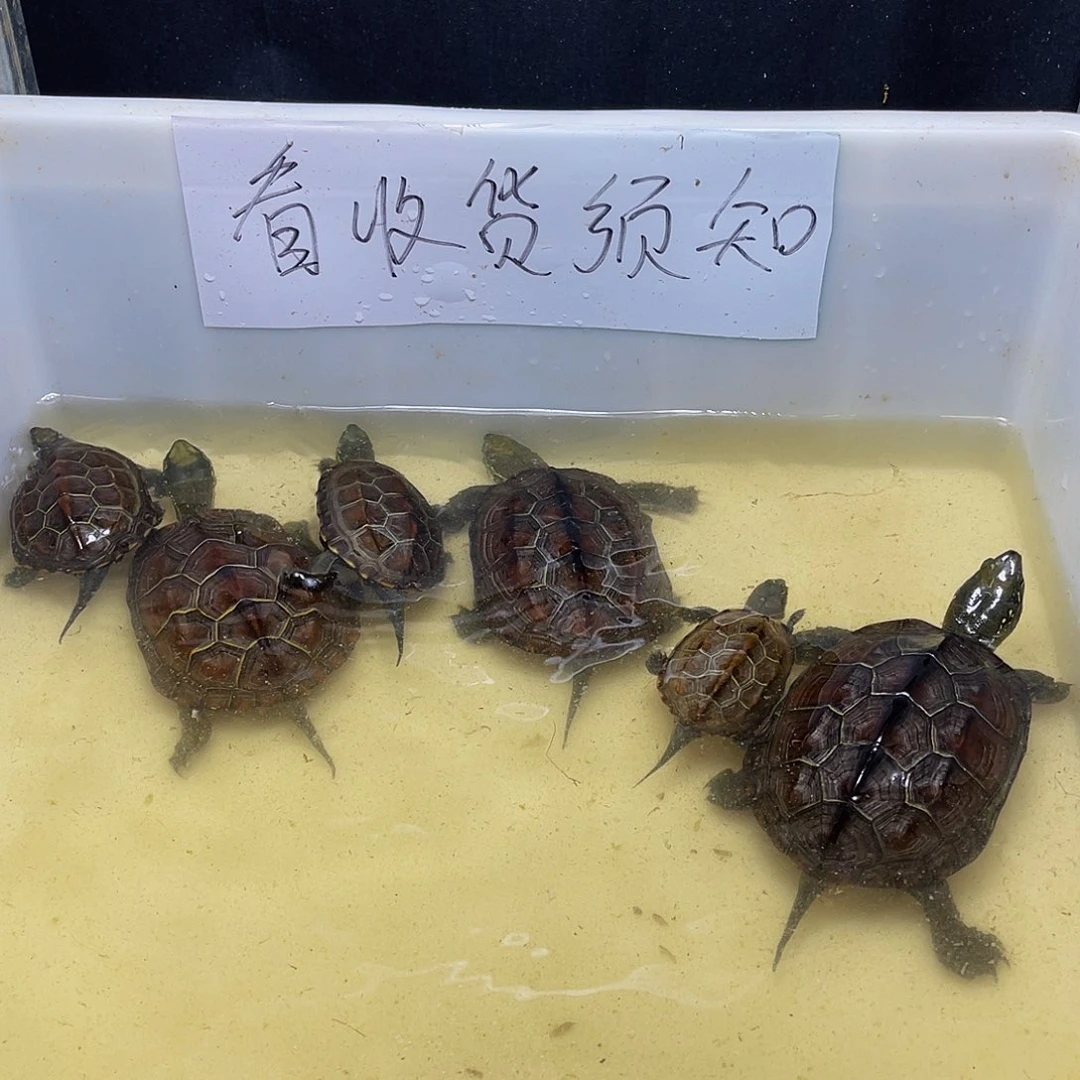 罗***彬母中华草龟123456799