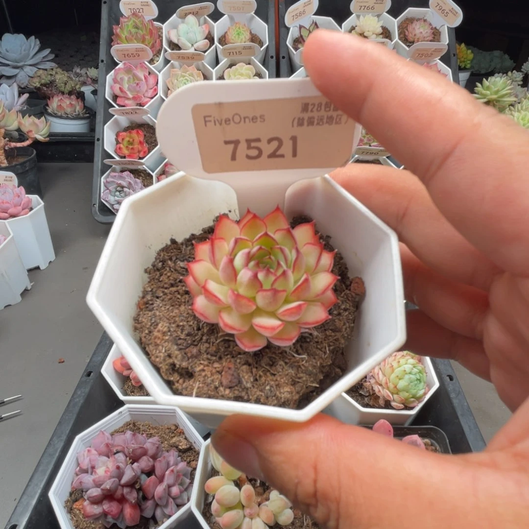 7521梦幻4.0厘米
