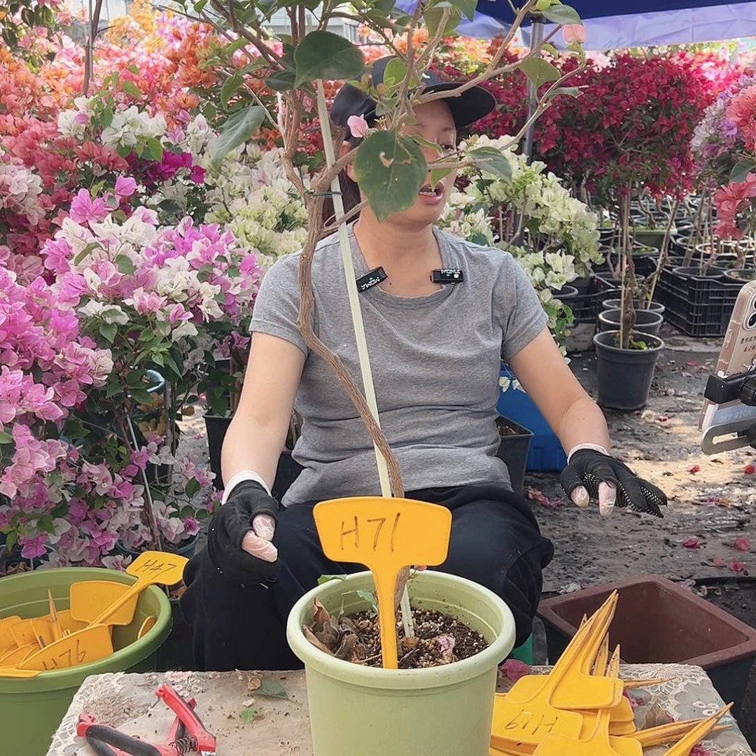 ****风大部分花苞少量开放H29安娜