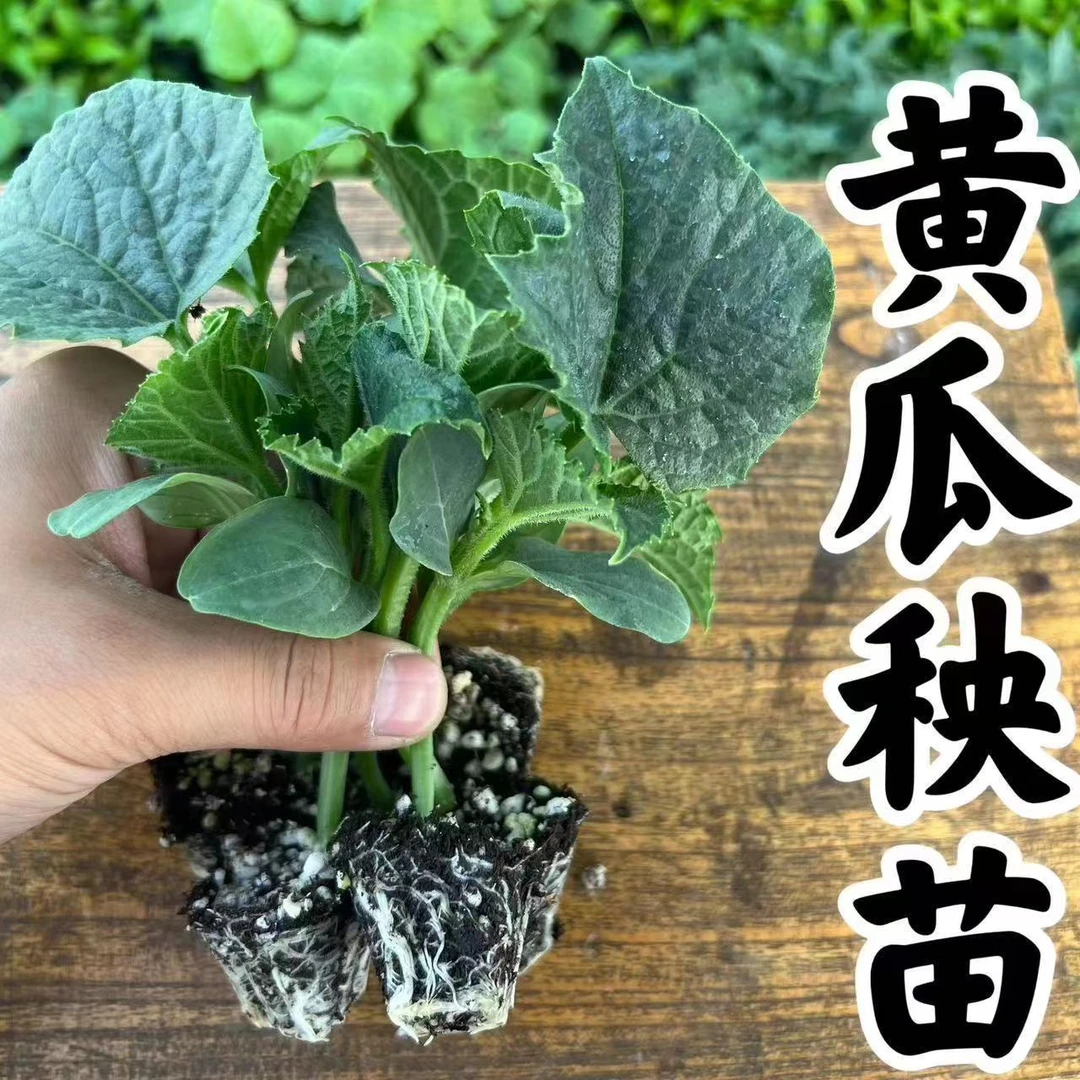 黄瓜辣椒苗黄瓜秧苗盆栽地栽四季黄瓜秧苗早熟易成活精选A级强苗
