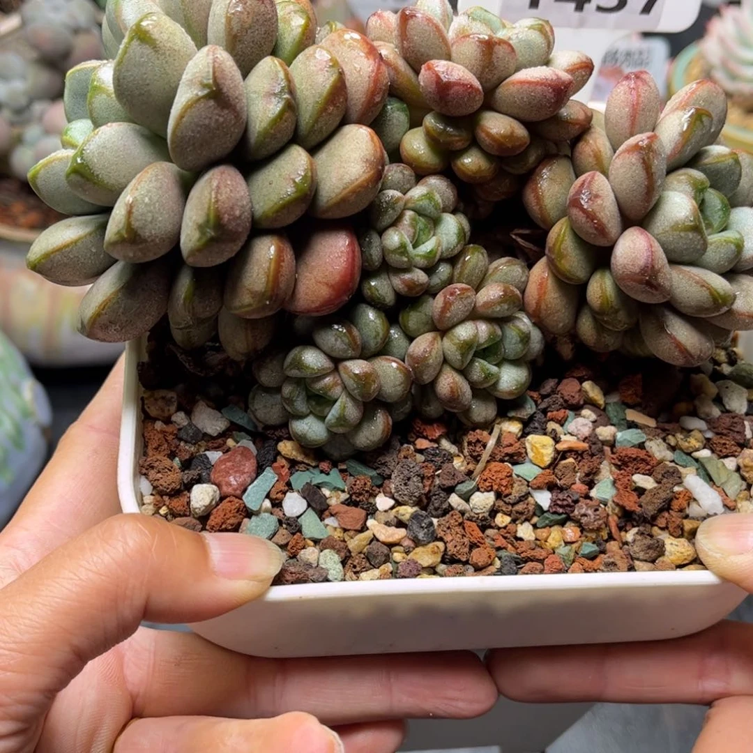 鼹**甜多肉植物1437………………