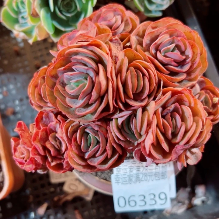 幸运儿是一位非常优秀且