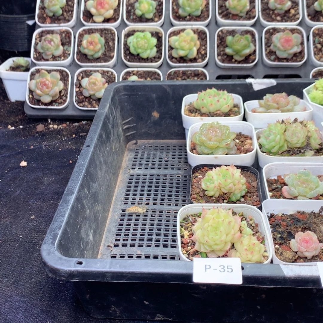 无花朵P35英语英语