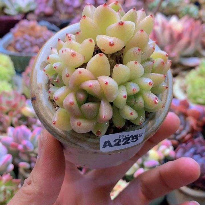 一物一拍含盆土满38包邮A225