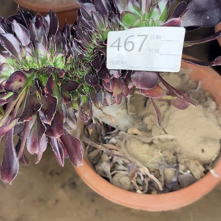 花蝴蝶缀化多肉植物467