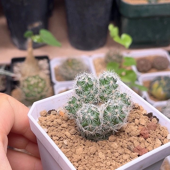 6头实生花岚一颗一颗