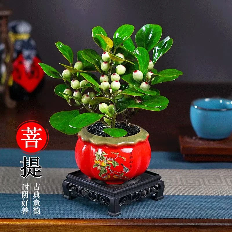 【带果发货】小盼菩提盆栽禅意新中式盆景办公室桌面室内四季绿植