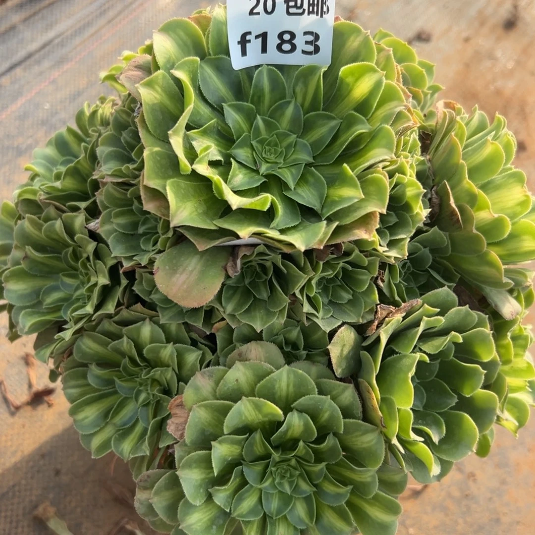 183翡翠琉璃，满20包邮嘟叮熊