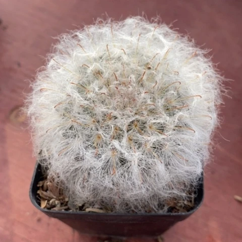 白云高沙5仙人球