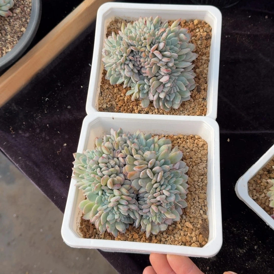 2颗一起一物一拍的有切