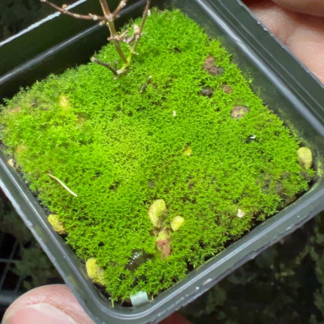 苔藓55杯绿绿的小