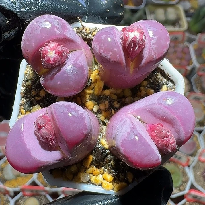 生石花212212。  两对。  238