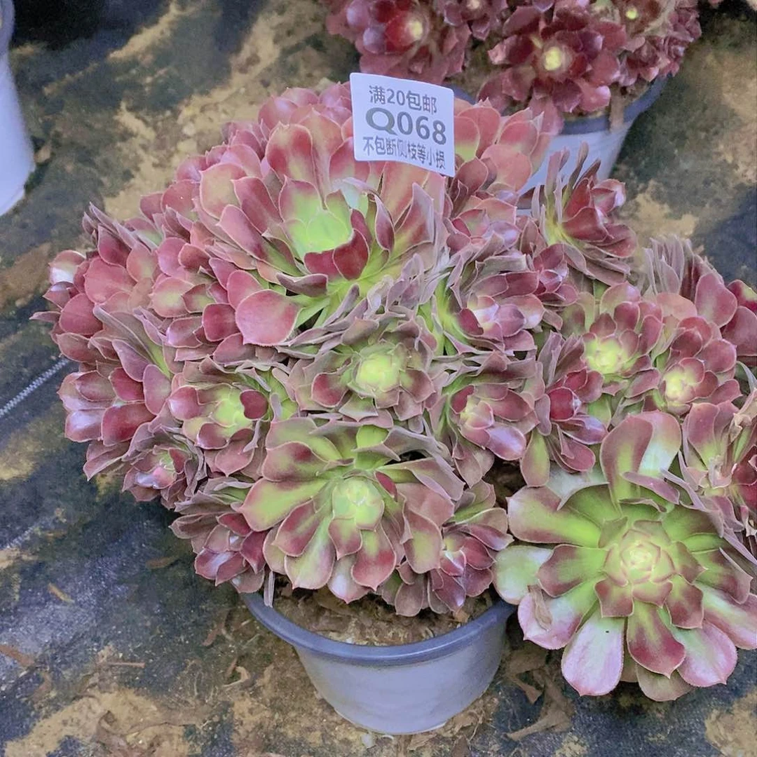 068雅典娜老桩多肉