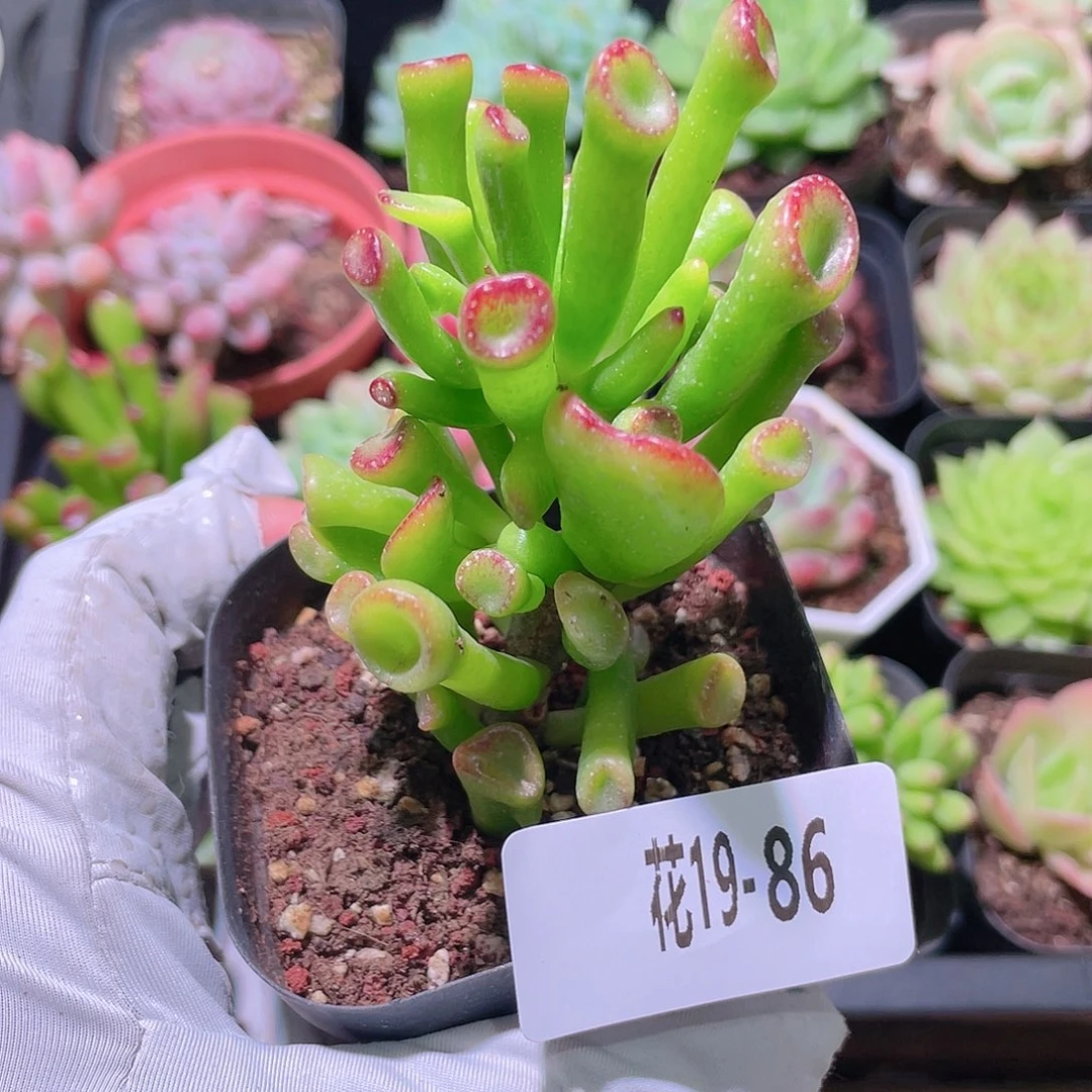 花利美19-86吸财树