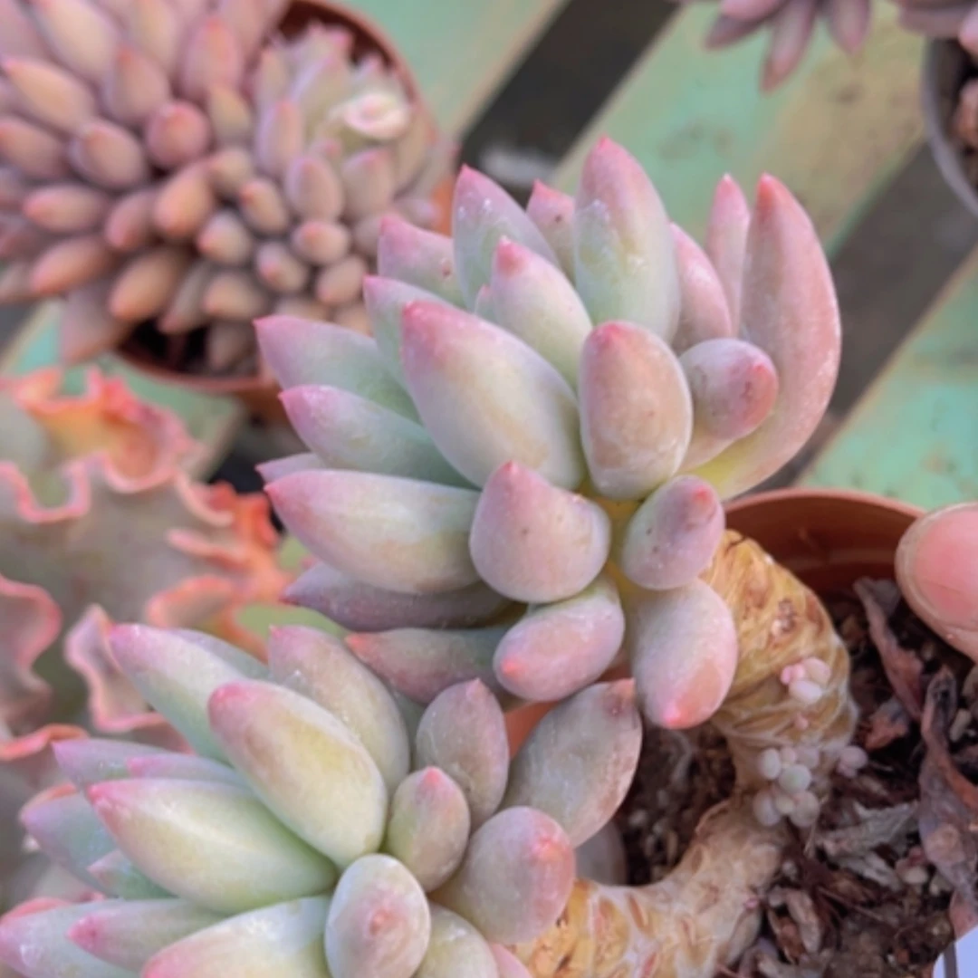 【闪购商品】金鱼姬17244