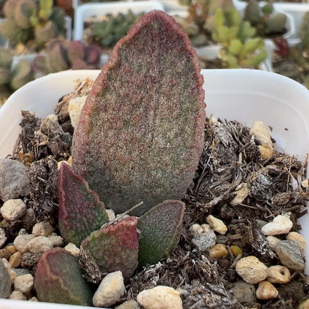 粉红小猪大苗多肉植物水泡