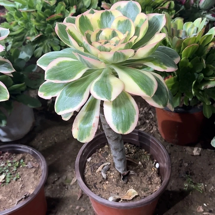 多肉植物艳姿锦89