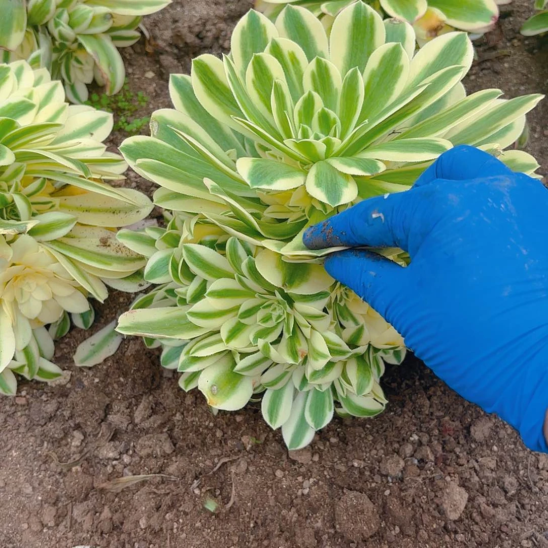 迈巴赫手捧多肉植物