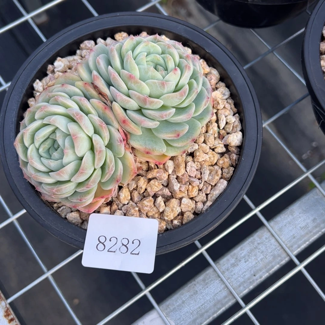 S****g8282多多肉的