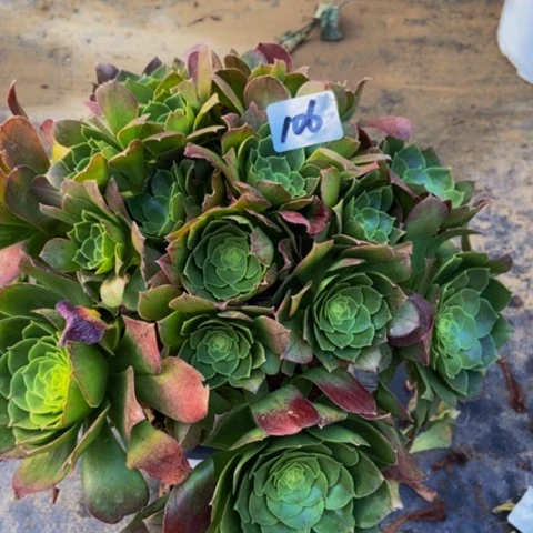 绿体万圣节多肉106多肉