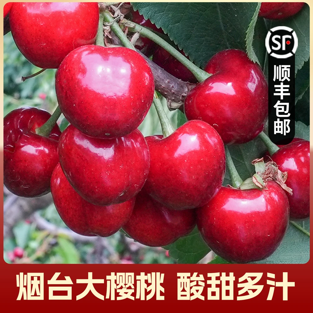 烟台大樱桃 酸甜多汁 冷藏后更佳 产地直发 顺丰包邮