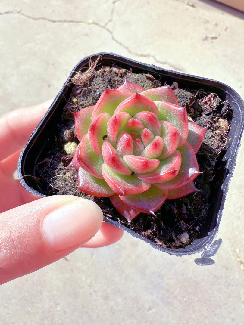 凯撒多肉植物(满9.9元包邮发货)