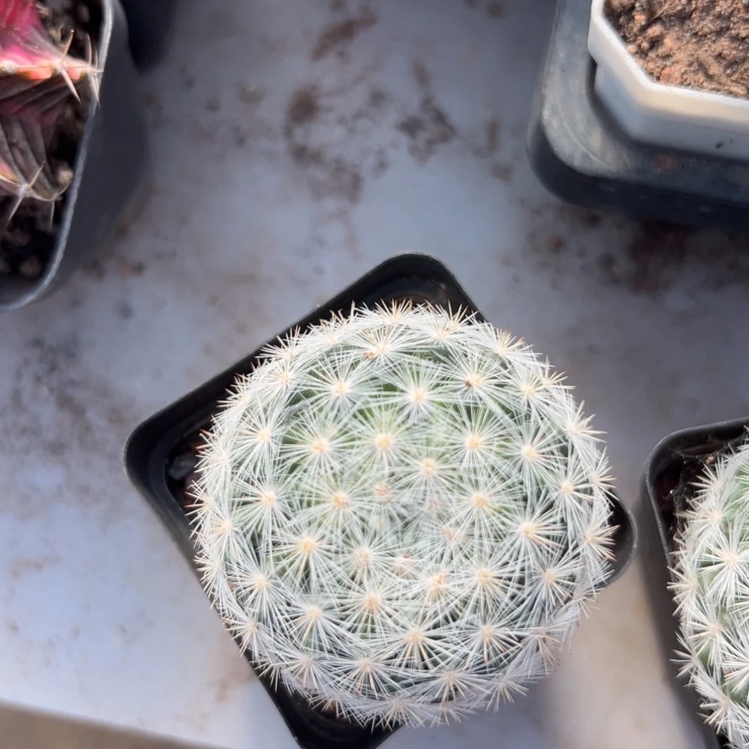 用***9零零落落 零零落落