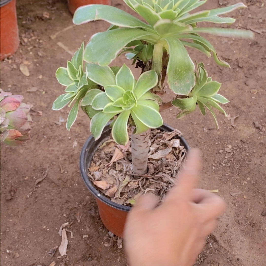 578 号一物一拍多肉植物