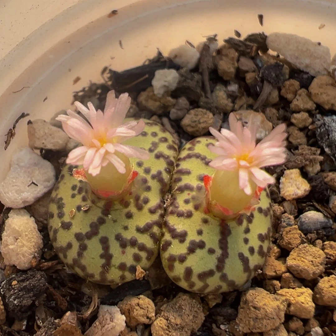 201多肉植物百科植物