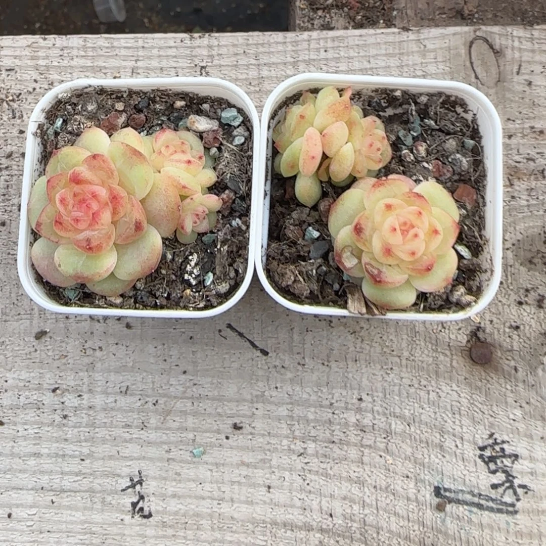 109 盆桌上一个满25包邮