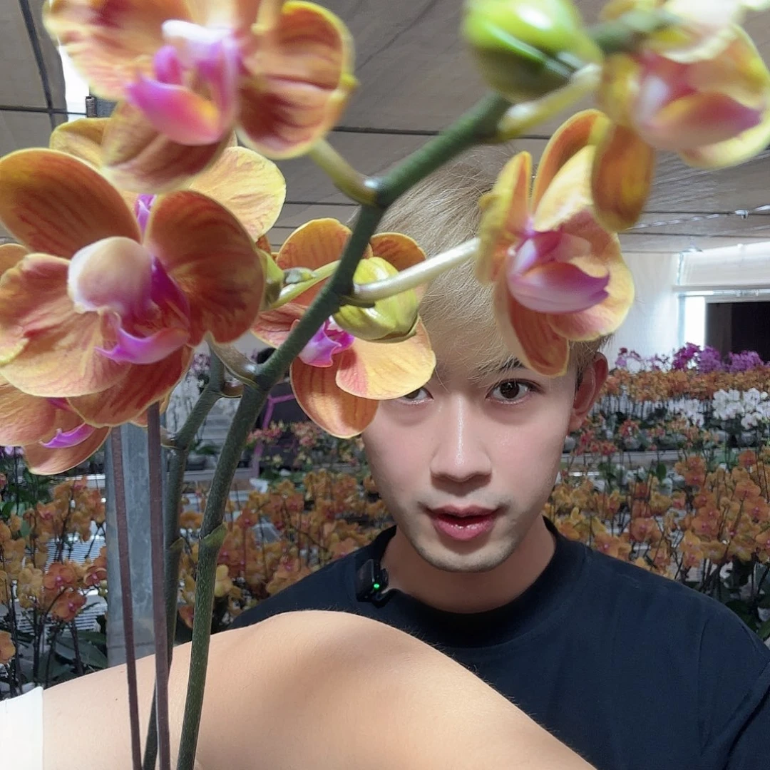 大部分开放少量花苞博洛尼亚4