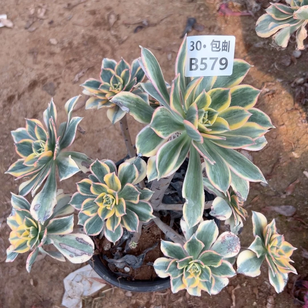 579瑕疵灿烂多肉法师