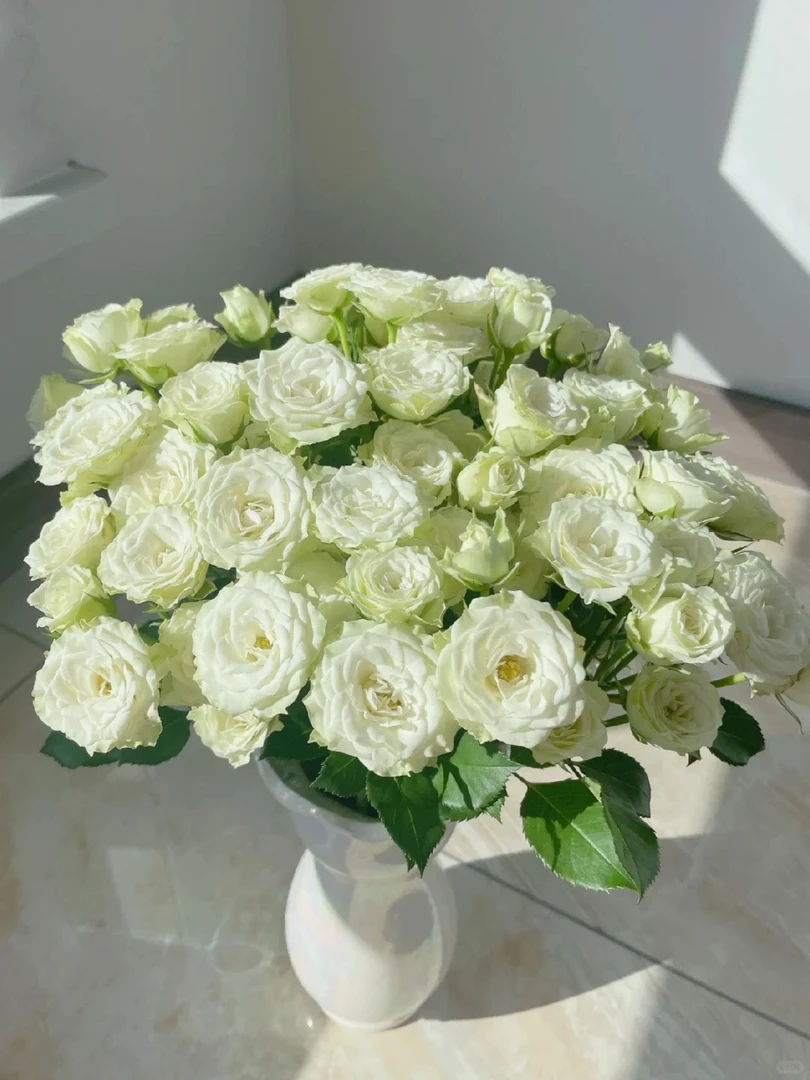 鲜花  小短腿多头玫瑰繁星  任意两单包邮