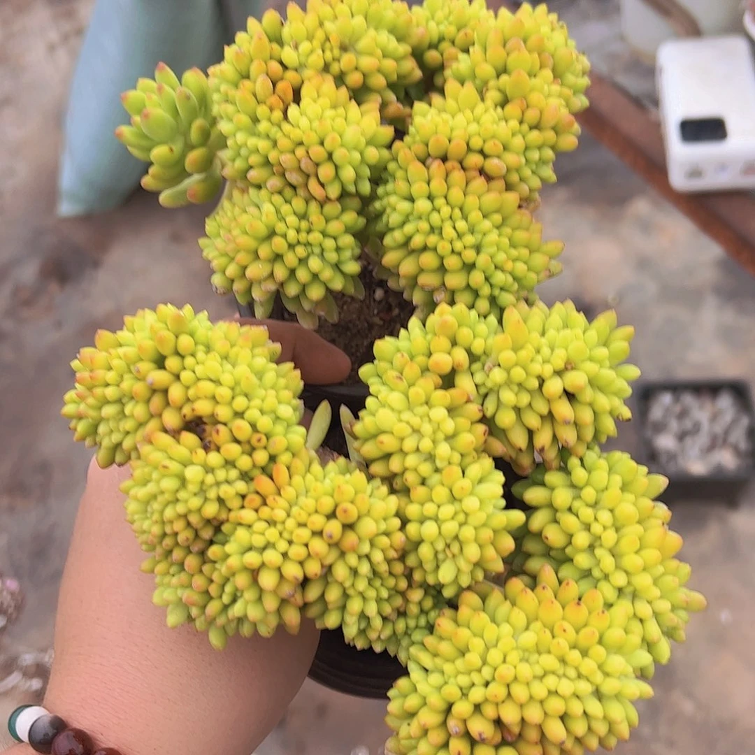 春萌缀化两盆老桩