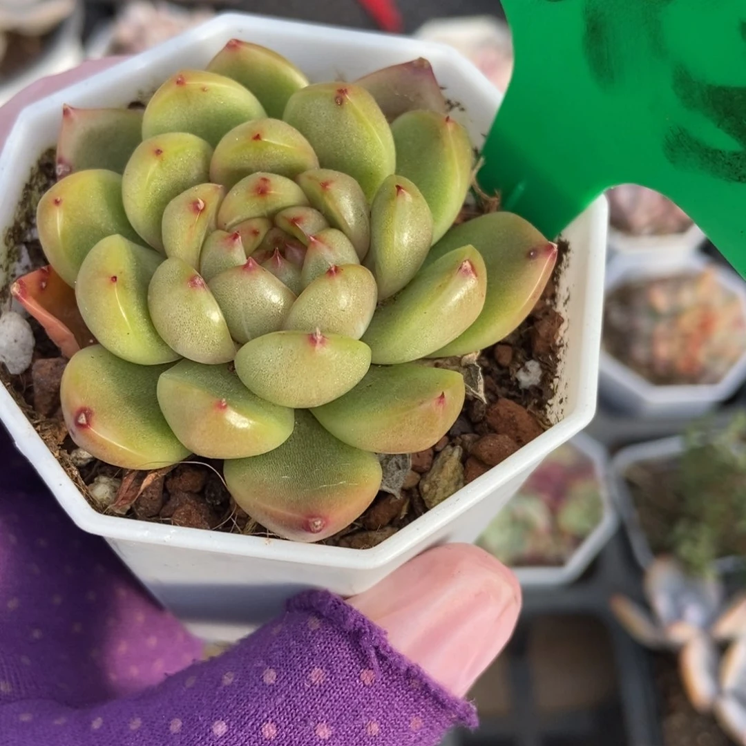 663莱拉珍妮多肉植物