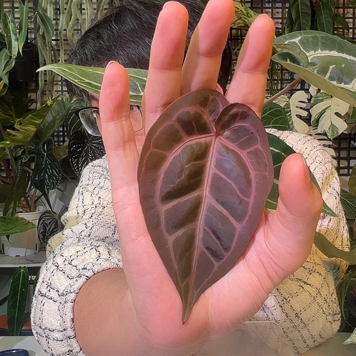 完全开放B30紫水晶杂铜锣烧