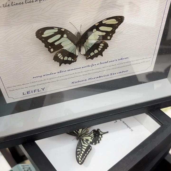 边***琦蝴蝶标本定制495@