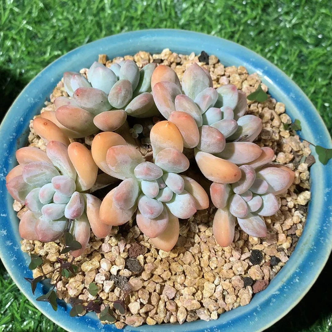 香水12 公分一物一拍
