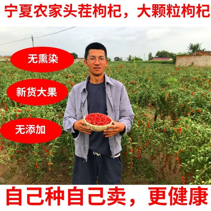 【宁夏发货】宁夏红枸杞农家采摘宁夏发货头茬大颗粒红枸杞