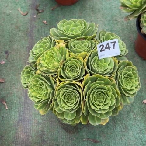 杨***妮247翡翠琉璃朵朵多肉