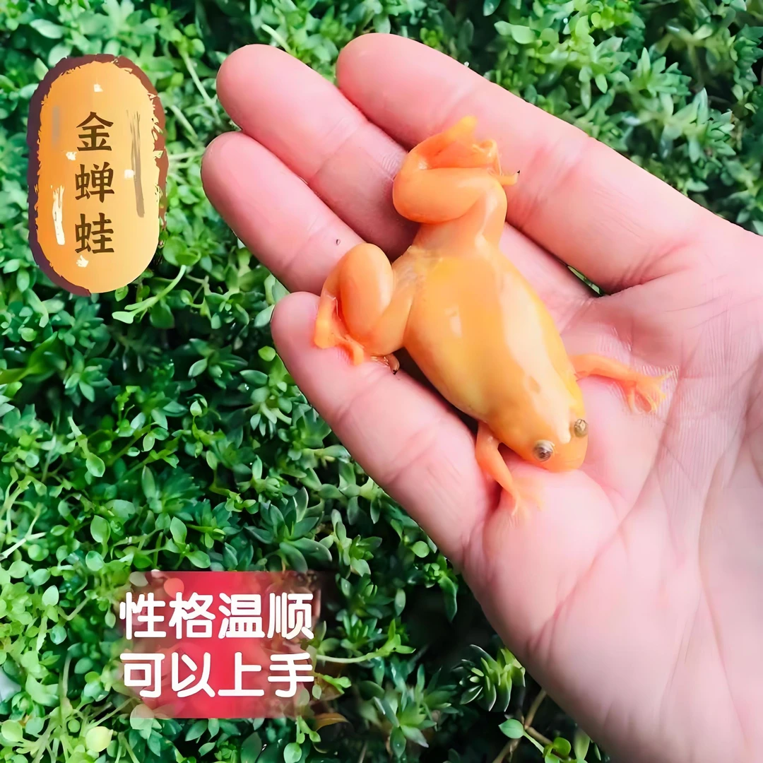 ‌懒人养宠｜小金蛙活体｜水质净化招财金蛙吉祥物观赏蛙聚财小金蟾‌
