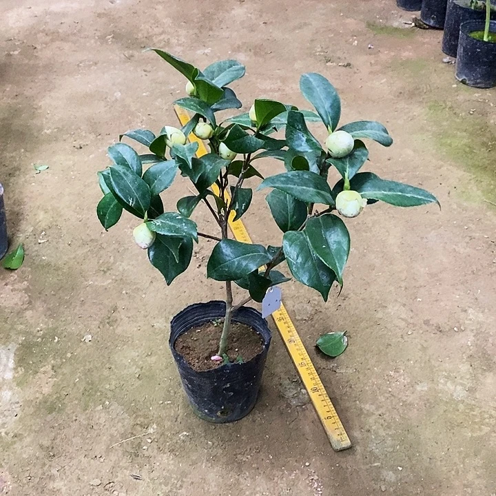 双色乔伊。 55高。