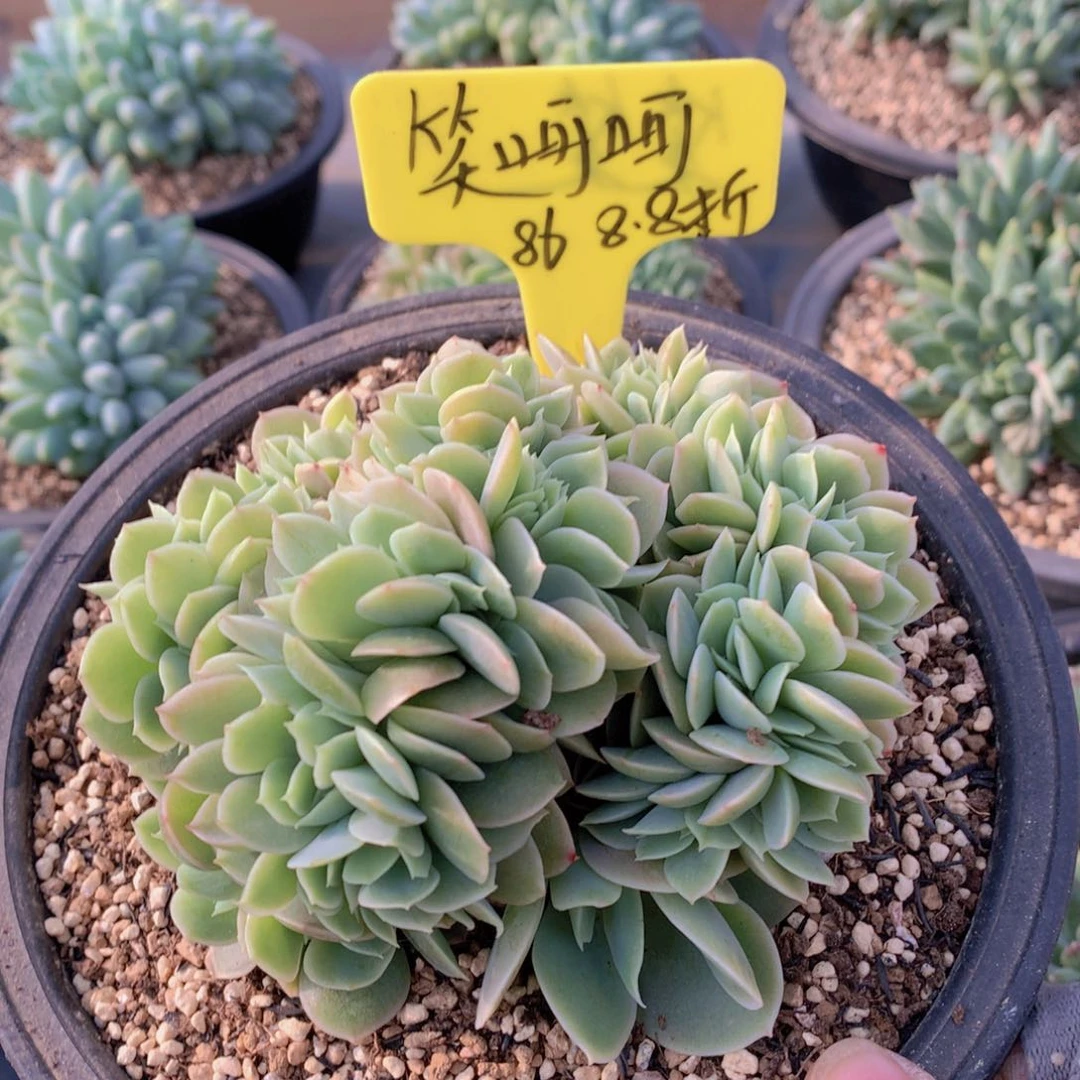 我家的小可爱们都很可爱啊