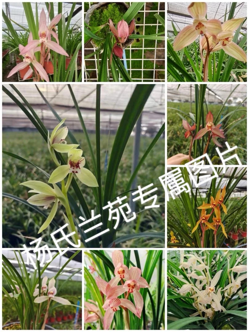 兰花盆景，一物一拍，618活动价