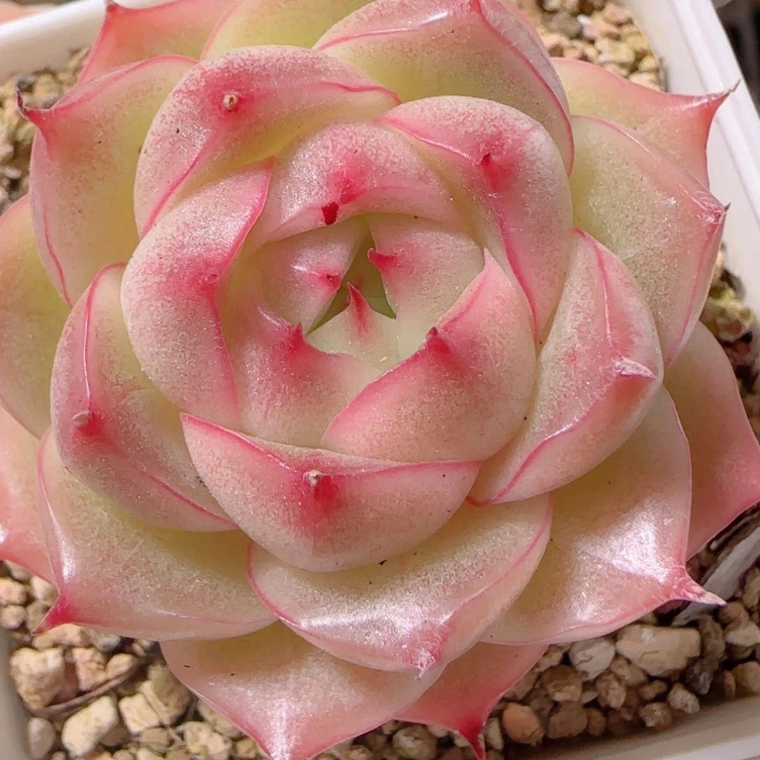 花语多肉1219-139