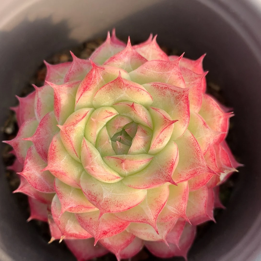 0130-37 女王玫瑰