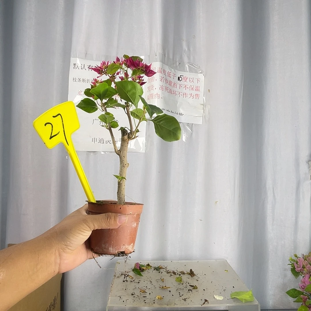 当前无花栽培后可以开花27重瓣枣红掌中宝