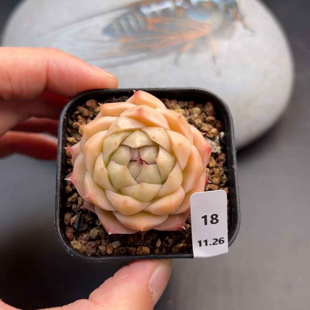 好好看18、哈哈哈哈哈