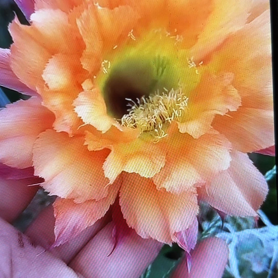 032彩侧牙20包邮1