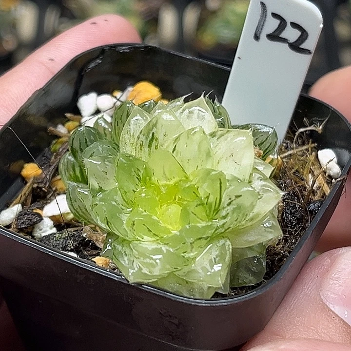 122双头翠云玉露锦